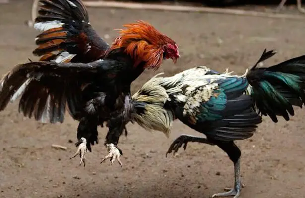 Cách chọn màu gà chiến được nhiều kê sư áp dụng trong chọi gà